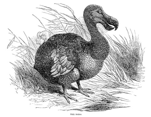 Dodo. /Nwood Engraving, English, C1880. Poster Print by Granger Collection - Item # VARGRC0000136