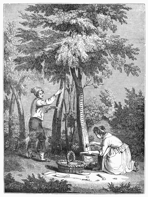 Botany: Manna Tree. /Nwood Engraving, 1835. Poster Print by Granger Collection - Item # VARGRC0091023