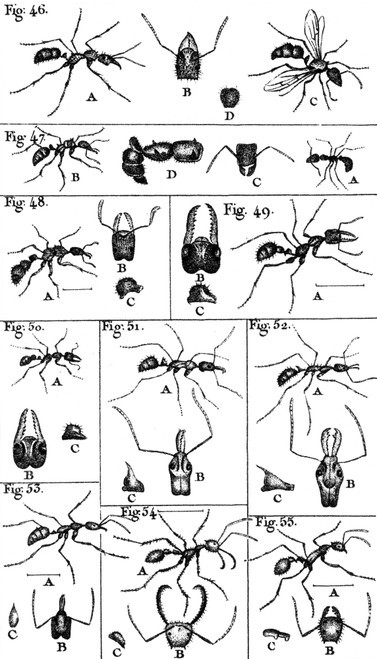 Natural History of Ants, 1802 Poster Print by Science Source - Item # VARSCIBW7032