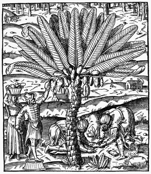 Date Palm, 1575. /Nwoodcut From Andr_ Tevet'S 'La Cosmographie Universelle,' Paris, 1575. Poster Print by Granger Collection - Item # VARGRC0114735