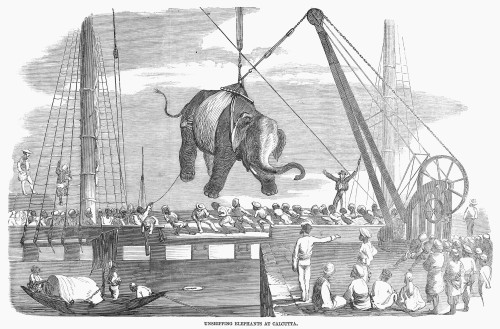 Elephant Hoist, 1858. /Nhoisting An Elephant Off Of A Ship At Calcutta. Wood Engraving, English, 1858. Poster Print by Granger Collection - Item # VARGRC0101777