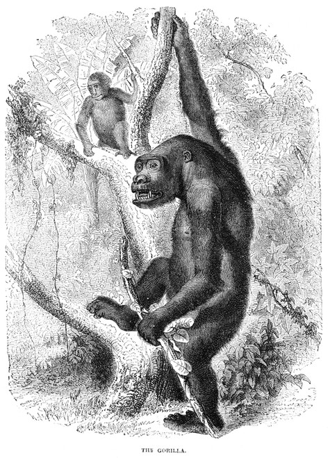 Gorilla. /Nline Engraving, English, 19Th Century. Poster Print by Granger Collection - Item # VARGRC0082045 Gorilla. /Nline Engraving, English, 19Th Century. Poster Print by Granger Collection - Item # VARGRC0082045