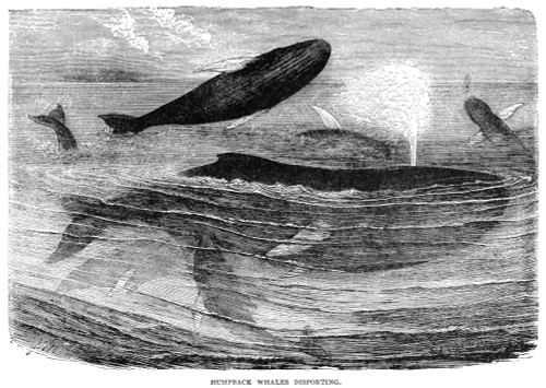 Humpback Whales. /Nline Engraving, 19Th Century. Poster Print by Granger Collection - Item # VARGRC0018339