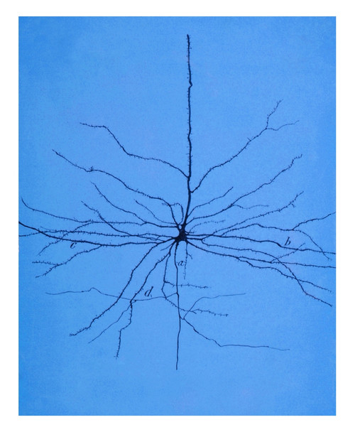 Pyramidal Cell in Cerebral Cortex, Cajal Poster Print by Science Source - Item # VARSCIJB6372