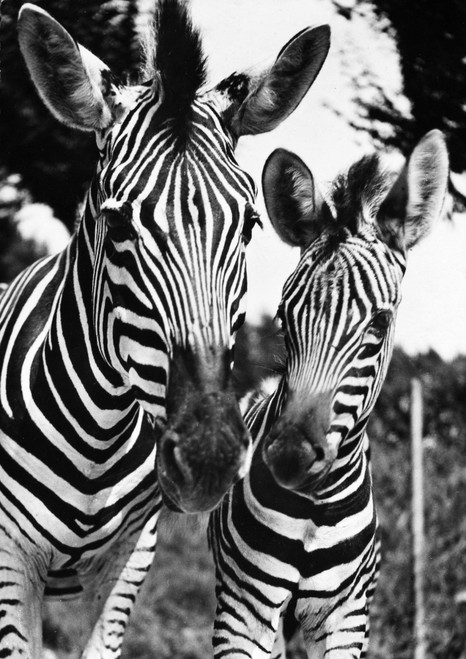 Zebra. /Nphotographed 20Th Century. Poster Print by Granger Collection - Item # VARGRC0100820