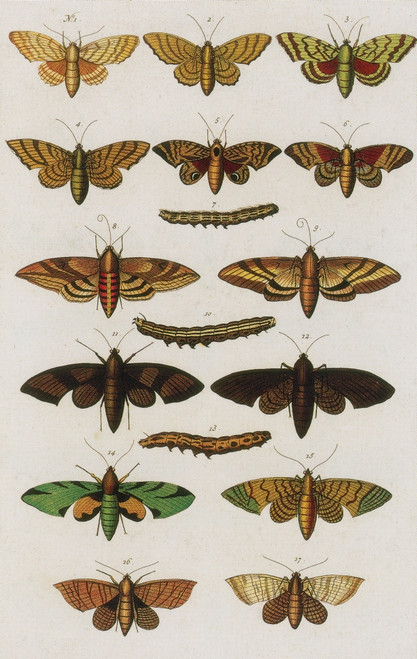 Insects, Seba's Thesaurus, 1734 Poster Print by Science Source