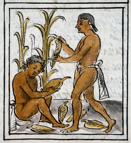 Mexico: Aztec Farmers. /Naztec Farmers Harvesting And Shucking Corn. Drawing From The Codex Florentino, Compiled By Bernardo De Sahagun, C1540. Poster Print by Granger Collection - Item # VARGRC0167679