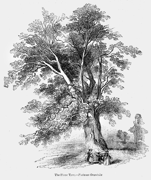 Botany: The Plane Tree. /Nplatanus Orientalis. Wood Engraving, 19Th Century. Poster Print by Granger Collection - Item # VARGRC0057698