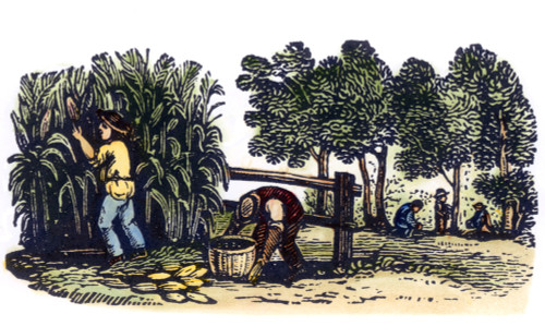 Farming: Harvest. /Npicking Corn At Harvest Time: Wood Engraving, American, Early 19Th Century. Poster Print by Granger Collection - Item # VARGRC0069945 Farming: Harvest. /Npicking Corn At Harvest Time: Wood Engraving, American, Early 19Th Century. Poster Print by Granger Collection - Item # VARGRC0069945