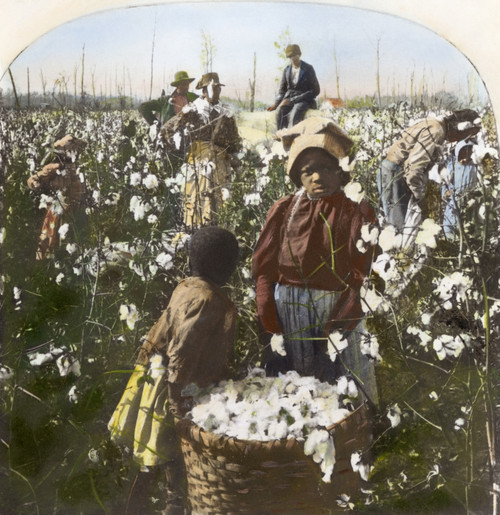 Cotton Plantation. /Npicking Cotton On A Mississippi Plantation. Oil Over A Photograph, Late 19Th Century. Poster Print by Granger Collection - Item # VARGRC0007936