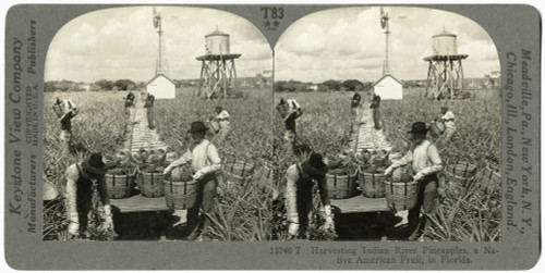 Florida: Pineapples. /Nworkers Harvesting Indian River Pineapples In Florida. Stereograph, Early/N20Th Century. Poster Print by Granger Collection - Item # VARGRC0325992