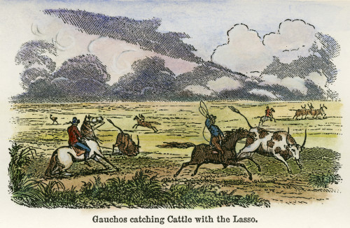 Argentina: Gauchos, 1853. /Ngauchos Catching Cattle On The Argentine Pampas. Wood Engraving, American, 1853. Poster Print by Granger Collection - Item # VARGRC0028473