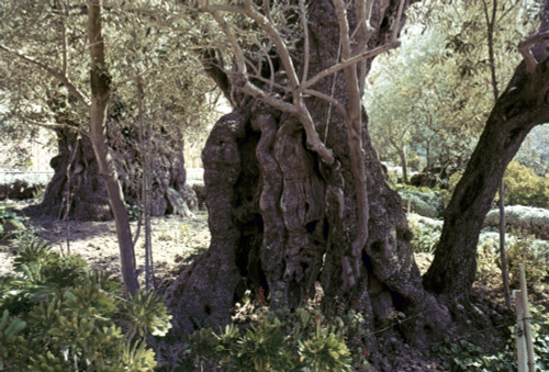 Holy Land: Jerusalem. /Nchristian Jerusalem. Garden Of Gethsemane, Ancient Olive Trees. Poster Print by Granger Collection - Item # VARGRC0024172