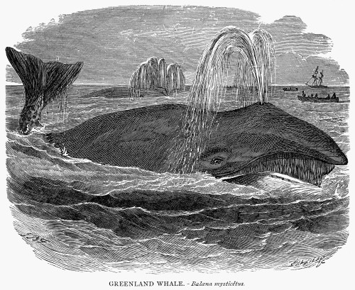 Greenland Whale. /Nthe Greenland Whale. Line Engraving, 19Th Century. Poster Print by Granger Collection - Item # VARGRC0018342