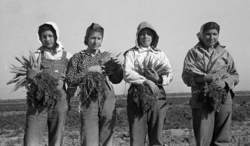 Migrant Workers, 1939. /Nmexican Girls Pulling And Bunching Carrots In Edinburg, Texas. Photograph By Russell Lee, February 1939. Poster Print by Granger Collection - Item # VARGRC0121603