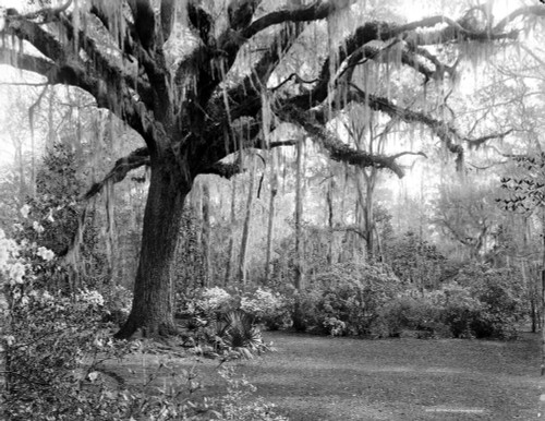 South Carolina: Garden. /Noak Trees And Flowers At Magnolia-On-The-Ashley, Or Magnolia Gardens, At Charleston, South Carolina. Photograph By William Henry Jackson, C1901. Poster Print by Granger Collection - Item # VARGRC0122104
