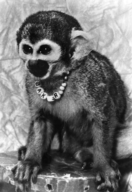 Space Monkey: Baker, 1979. /Nmiss Baker, One Of The First Primates To Complete A Space Flight In 1959. Photographed At The United States Space And Rocket Center At Huntsville, Alabama, C1979. Poster Print by Granger Collection - Item # VARGRC0100282