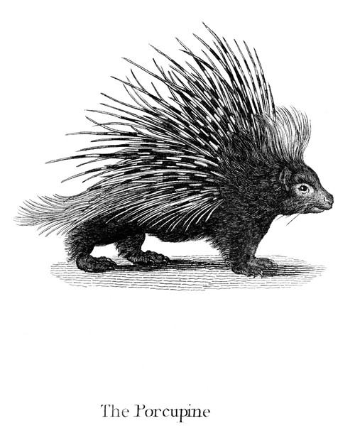 Porcupine. /Neuropean Porcupine (Hystrix Cristata). Copper Engraving, English, Late 18Th Century. Poster Print by Granger Collection - Item # VARGRC0034250