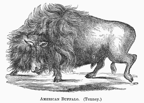 American Buffalo, 1873. /Nwood Engraving, American, 1873. Poster Print by Granger Collection - Item # VARGRC0101734