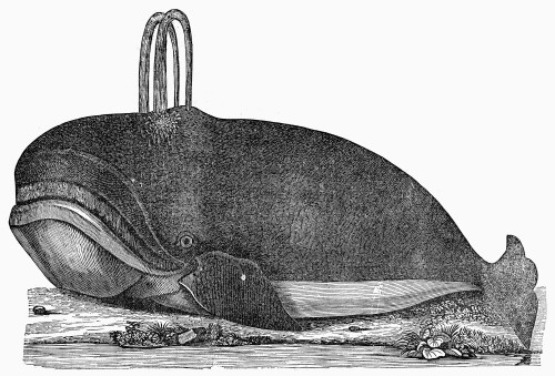 Whale, 1537. /Nline Engraving Of A Spouting Whale, 1537. Poster Print by Granger Collection - Item # VARGRC0101860