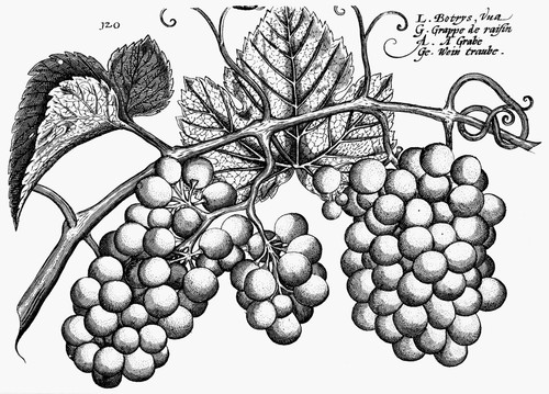 Botany: Grapes. /Nline Engraving, Flemish, 17Th Century. Poster Print by Granger Collection - Item # VARGRC0041360