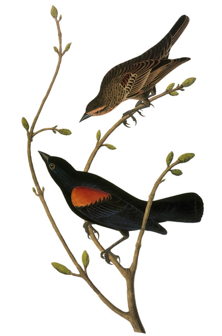 Audubon: Blackbird. /Nred-Winged Blackbird (Agelaius Phoeniceus), From John James Audubon'S 'The Birds Of America,' 1827-1838. Poster Print by Granger Collection - Item # VARGRC0007619