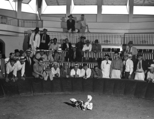 Puerto Rico: Cockfight, 1937. /Nthe End Of A Cockfight In Puerto Rico. Photograph By Edwin Rosskam, 1937. Poster Print by Granger Collection - Item # VARGRC0266076