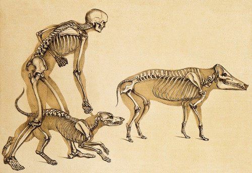 Skeletons of Man, Dog, Wild Boar, 1860 Poster Print by Science Source - Item # VARSCIJB5455