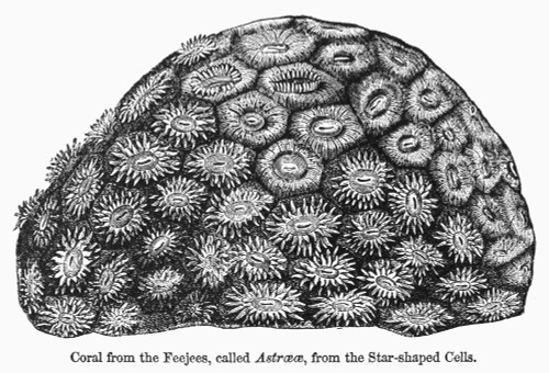 Coral. /Ncoral From Fiji Featuring Star-Shaped Cells. Line Engraving, 19Th Century. Poster Print by Granger Collection - Item # VARGRC0101914 Coral. /Ncoral From Fiji Featuring Star-Shaped Cells. Line Engraving, 19Th Century. Poster Print by Granger Collection - Item # VARGRC0101914