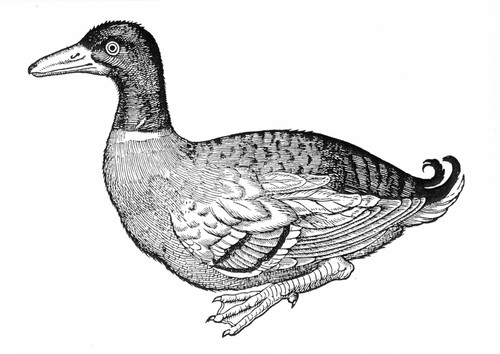 Mallard Duck. /Nwoodcut, German, 1585. Poster Print by Granger Collection - Item # VARGRC0061962