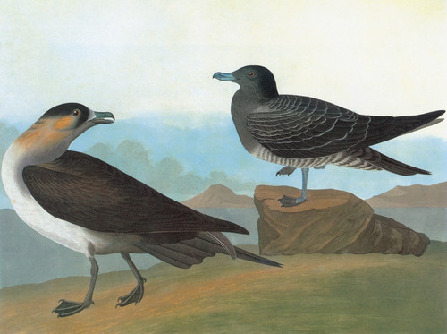 Audubon: Jaeger. /Nparasitic Jaeger, Or Arctic Skua (Stercorarius Parasiticus). Engraving After John James Audubon For His 'Birds Of America,' 1827-38. Poster Print by Granger Collection - Item # VARGRC0350494