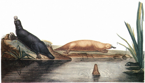 Platypus, 1804. /Nplatypus At Play. Line Engraving, French, 1804, After Charles Lesueur. Poster Print by Granger Collection - Item # VARGRC0079346