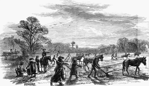 Cotton Plantation, 1867. /N'Sowing.' Wood Engraving, 1867, After A Drawing By A.R. Waud. Poster Print by Granger Collection - Item # VARGRC0265957 Cotton Plantation, 1867. /N'Sowing.' Wood Engraving, 1867, After A Drawing By A.R. Waud. Poster Print by Granger Collection - Item # VARGRC0265957