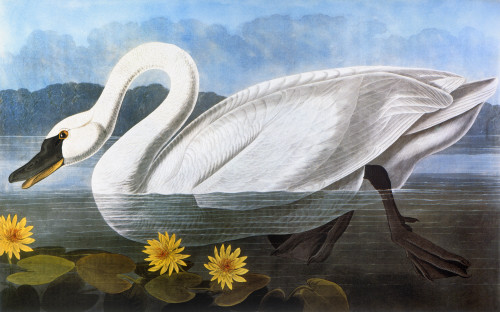 Audubon: Swan. /Nwhistling, Or Common American, Swan (Olor Columbianus). Colored Engraving From John James Audubon'S 'The Birds Of America,' 1827-38. Poster Print by Granger Collection - Item # VARGRC0011310