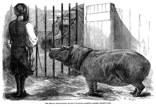 Hippopotamus: London Zoo. /Nobayseh, London'S Popular Male Hippopotamus, Is Joined By Adhela, A Young Female Just Arrived From Egypt. Wood Engraving From An English Newspaper Of 1854. Poster Print by Granger Collection - Item # VARGRC0043542