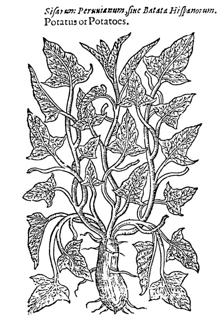Botany: Sweet Potato, 1597. /Nipomoea Batatas. Woodcut From John Gerard'S 'Herball.' Poster Print by Granger Collection - Item # VARGRC0015439 Botany: Sweet Potato, 1597. /Nipomoea Batatas. Woodcut From John Gerard'S 'Herball.' Poster Print by Granger Collection - Item # VARGRC0015439
