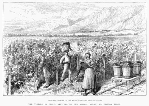 Chile: Wine Harvest, 1889. /Nharvesting Grapes At The Macul Vineyards Near Santiago, Chile. Wood Engraving, English, 1889. Poster Print by Granger Collection - Item # VARGRC0089092