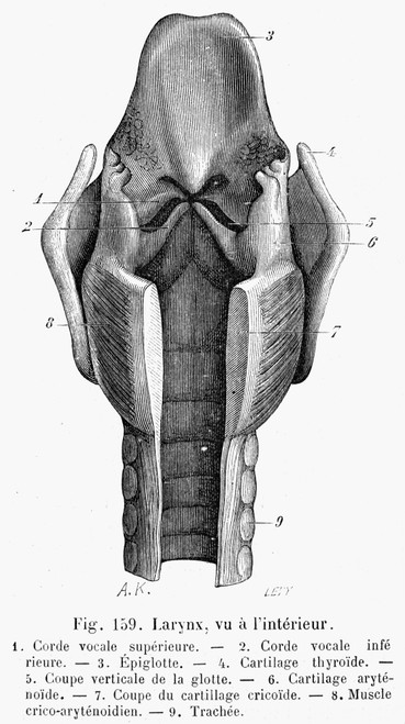 Human Larynx: Interior. /Nline Engraving, French, 19Th Century. Poster Print by Granger Collection - Item # VARGRC0076981