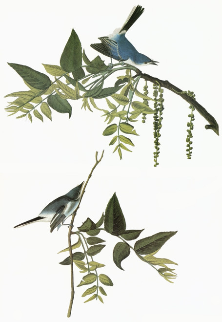 Audubon: Gnatcatcher. /Nblue-Gray Gnatcatcher (Polioptila Caerulea). Engraving After John James Audubon For His 'Birds Of America,' 1827-38. Poster Print by Granger Collection - Item # VARGRC0351363