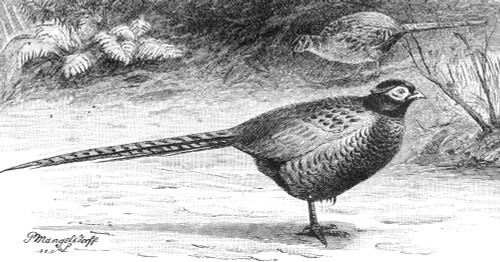 Common Pheasant. /Nline Engraving, 19Th Century. Poster Print by Granger Collection - Item # VARGRC0082179