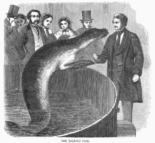 London: Talking Fish. /Na Talking Fish (Trained Seal) At London, England. Wood Engraving, 1859. Poster Print by Granger Collection - Item # VARGRC0100570