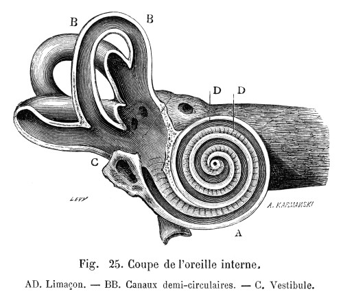 Anatomy: Middle Ear. /Nan Anatomical Diagram Of The Human Middle Ear: French Engraving, 19Th Century. Poster Print by Granger Collection - Item # VARGRC0065918