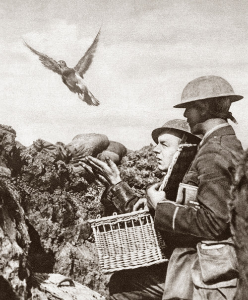 Wwi: Carrier Pigeon. /Na Carrier Pigeon Being Released To Carry A Message To The French Headquarters During World War I. Photograph, C1916. Poster Print by Granger Collection - Item # VARGRC0407982