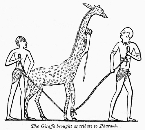 Egypt: Giraffe. /Nthe Giraffe Brought As Tribute To Pharoah. Line Engraving, 19Th Century, After An Ancient Egyptian Wall Painting. Poster Print by Granger Collection - Item # VARGRC0101300 Egypt: Giraffe. /Nthe Giraffe Brought As Tribute To Pharoah. Line Engraving, 19Th Century, After An Ancient Egyptian Wall Painting. Poster Print by Granger Collection - Item # VARGRC0101300