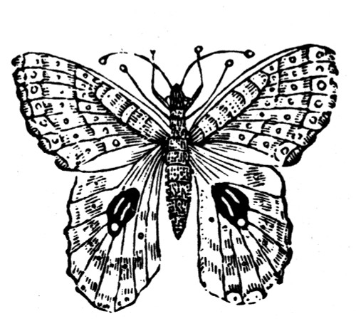 Butterfly. /Nline Engraving. Poster Print by Granger Collection - Item # VARGRC0082464 Butterfly. /Nline Engraving. Poster Print by Granger Collection - Item # VARGRC0082464