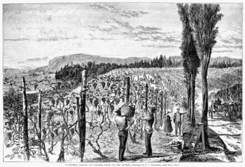 Hudson River Vineyard, 1867. /N'Gathering Grapes - An October Scene On The Hudson.' Wood Engraving, American, 1867. Poster Print by Granger Collection - Item # VARGRC0088422