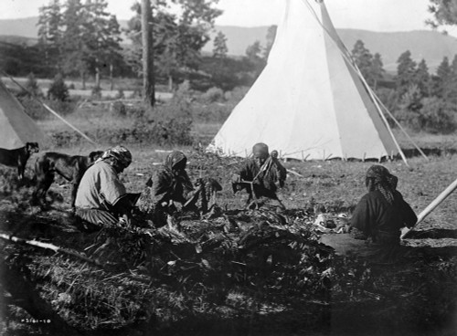 Meat Preparation, C1910. /Nfour Flathead Women Of The Pacific Northwest Preparing Meat. Photograph By Edward Curtis, C1910. Poster Print by Granger Collection - Item # VARGRC0113834