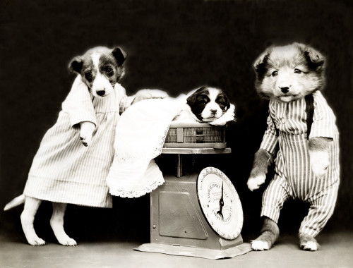 Weighing the Baby, 1914 Poster Print by Science Source