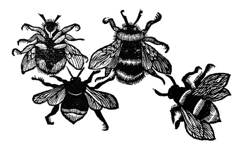 Insects: Bees. /Nwoodcut, English, 1658. Poster Print by Granger Collection - Item # VARGRC0057651