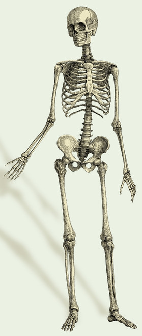 Human Skeleton Poster Print by Science Source - Item # VARSCIBJ5637